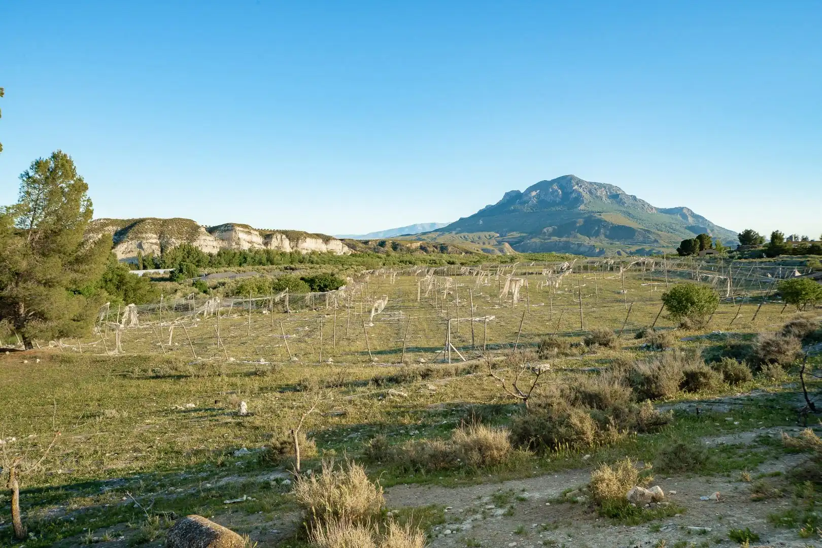 Terreno en venta en Cortes de Baza