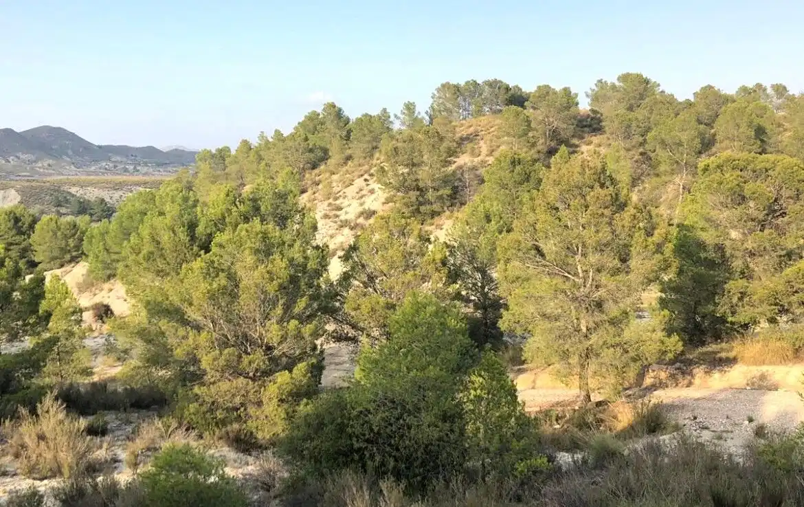 Terreno en venta en Lorca