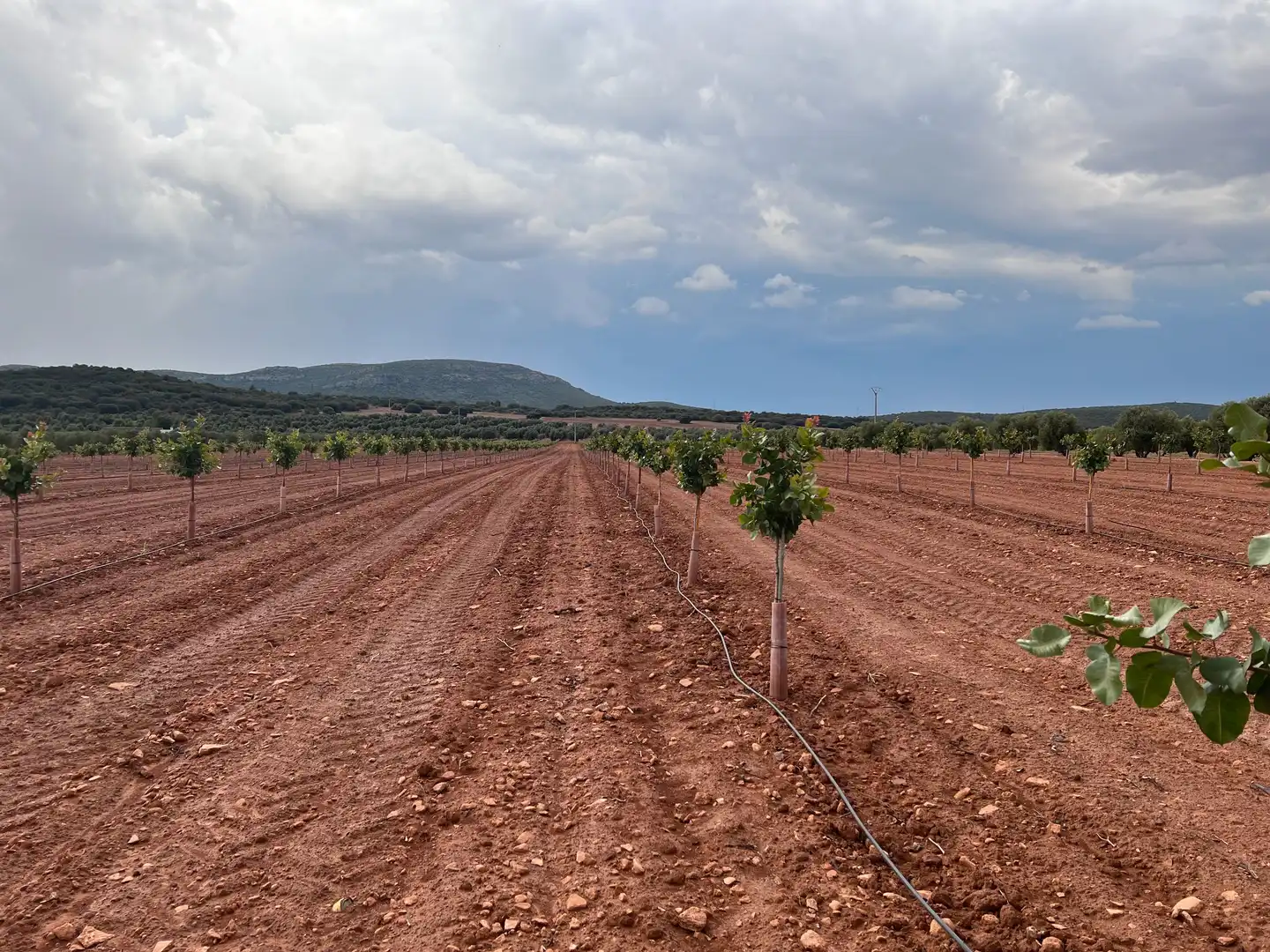 Terreno rustico in vendita a Herencia, imagen 5