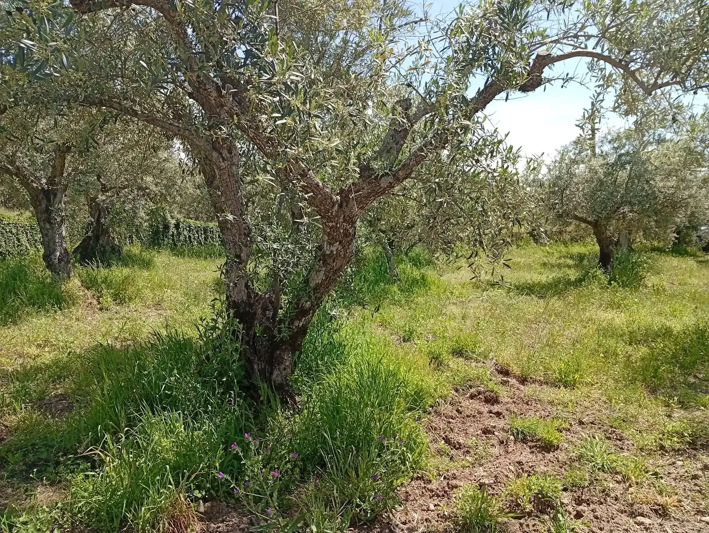 Terreni e lotti in vendita a Villanueva de la Vera, imagen 75