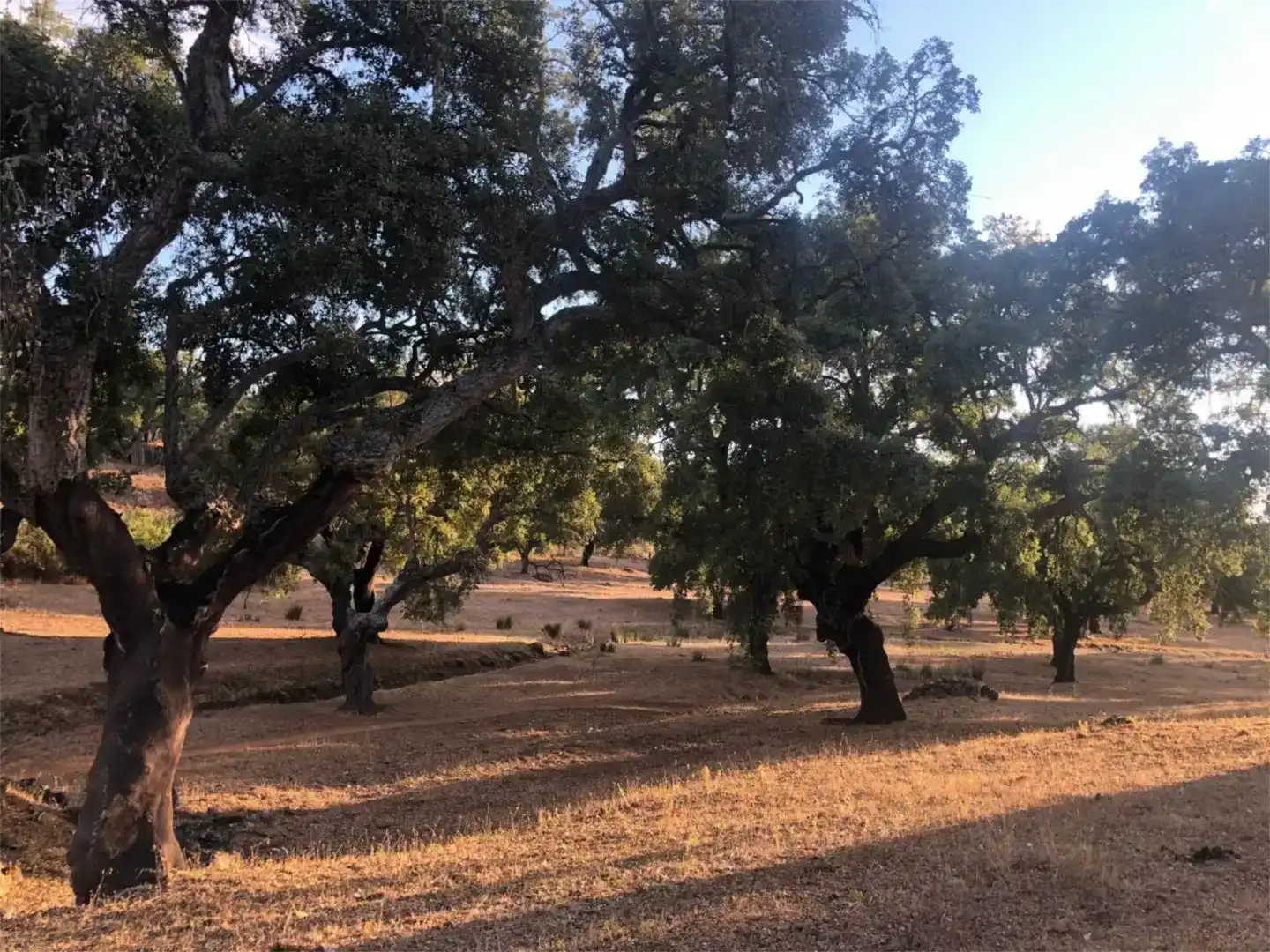 Pis en venda en Cáceres