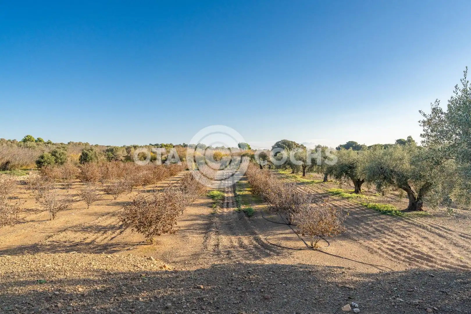 Finca rústica en venta en Castellvell del Camp