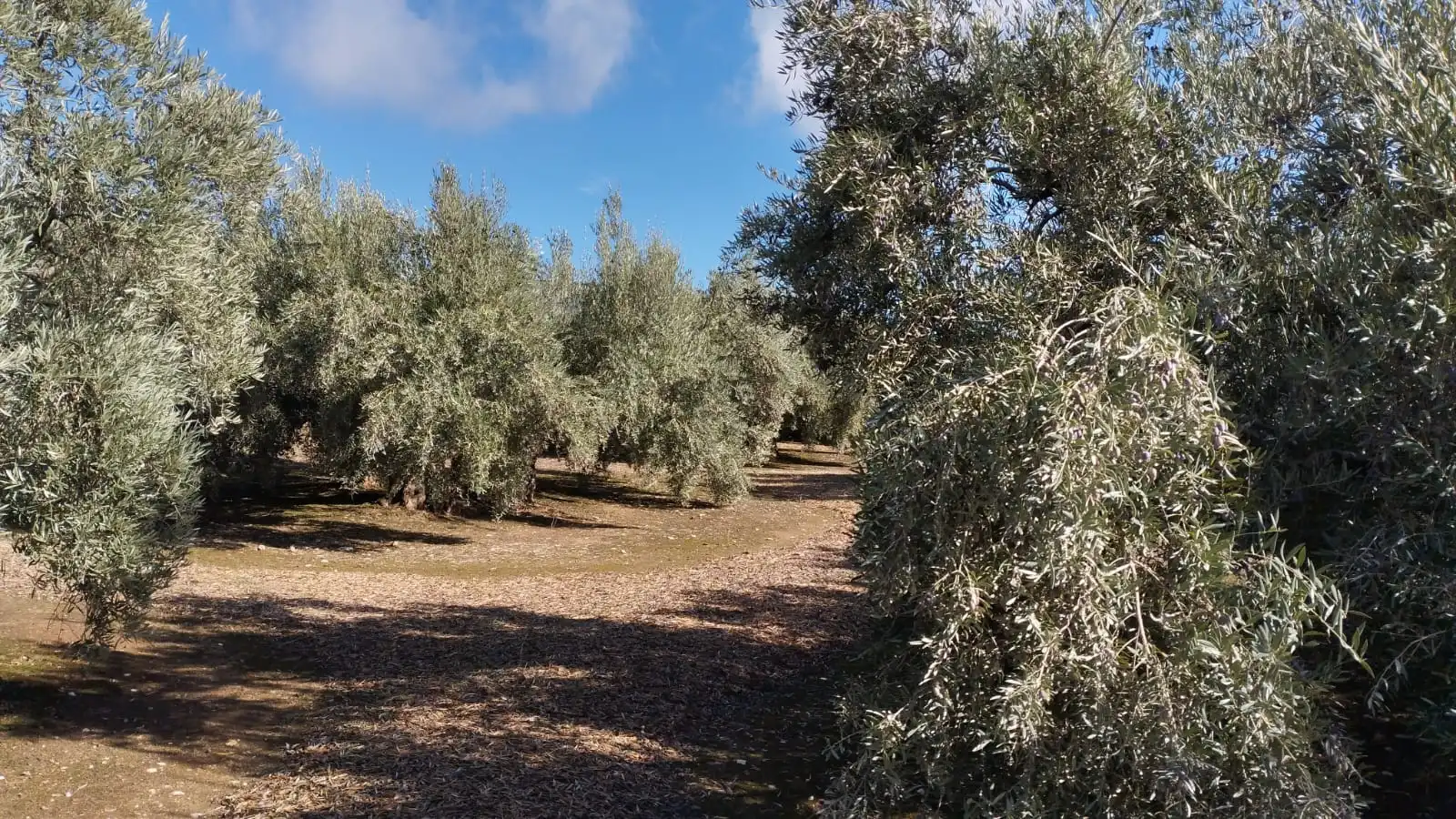 Terreno rustico in vendita a Carretera Monturque, imagen 2
