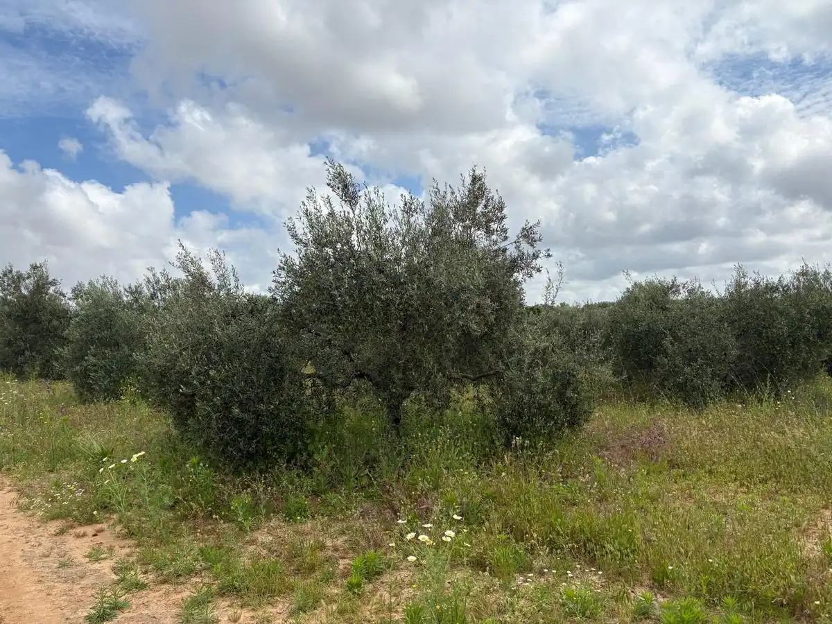 Finca rústica en venta en Bollullos Par del Condado