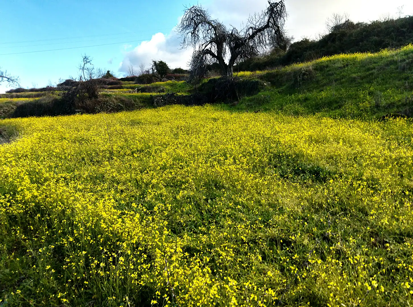 Exterior view of Land for sale in Casas del Castañar