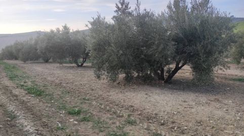 OLIVAR MARTEÑO DE 25 FANEGAS