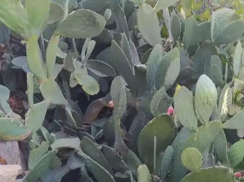 Jardín de Terreno en venta en Villanueva de la Concepción