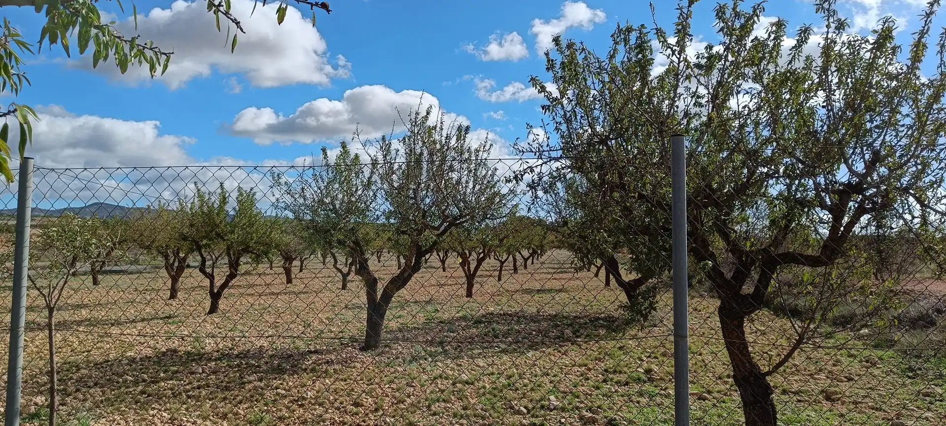 Casa o xalet en venda en Almansa amb Jardí privat