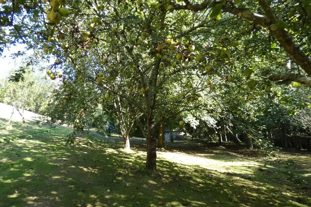Garden of Houses for sale in Navia  with Private garden and Storage room