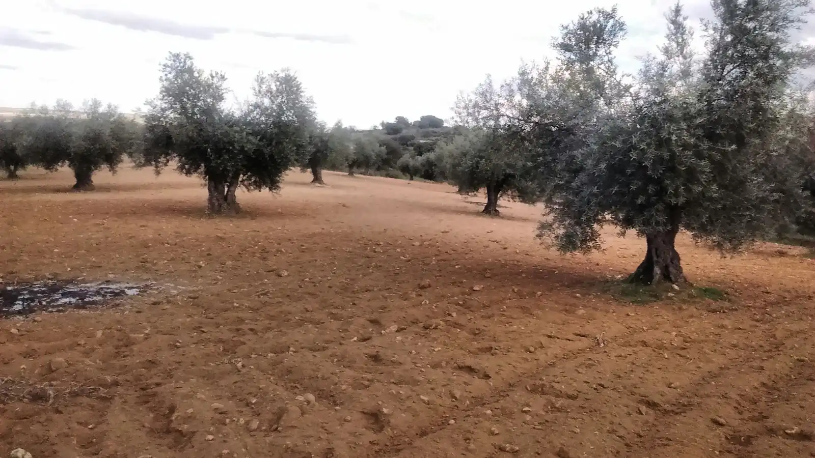 Terrain rustique à vendre à Mora, imagen 3