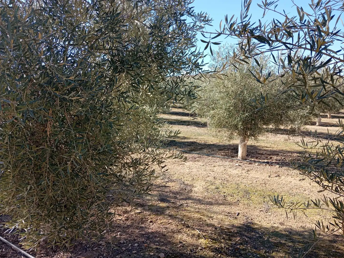 Terreno rústico en venta en Ventas de Huelma, imagen 4