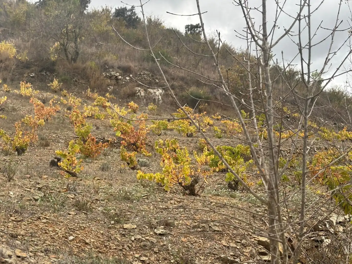 Terreno rústico en venta en Porrera, imagen 14