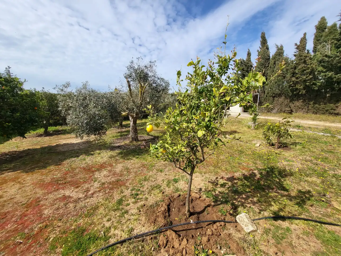 Finca rústica en venda en Medina Sidonia amb Calefacció, Jardí privat i Terrassa