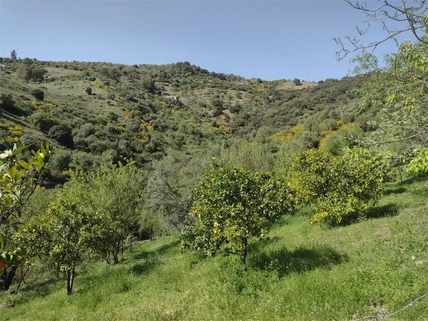 Land for sale in Benadalid