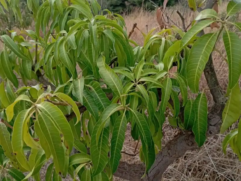 Jardín de Terreno en venta en Estepona