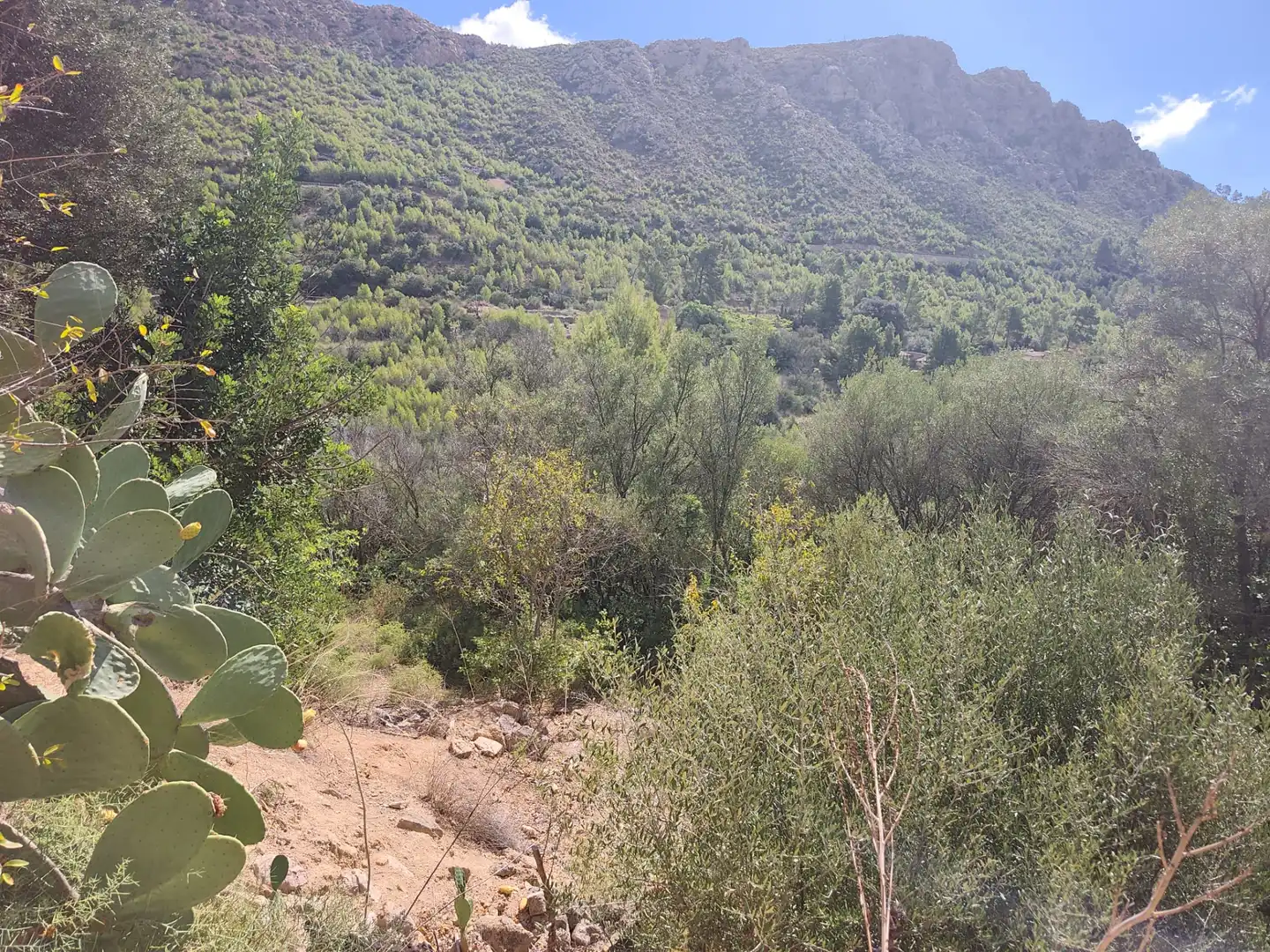 Terreny rústic en venda a Andratx pueblo, imagen 21