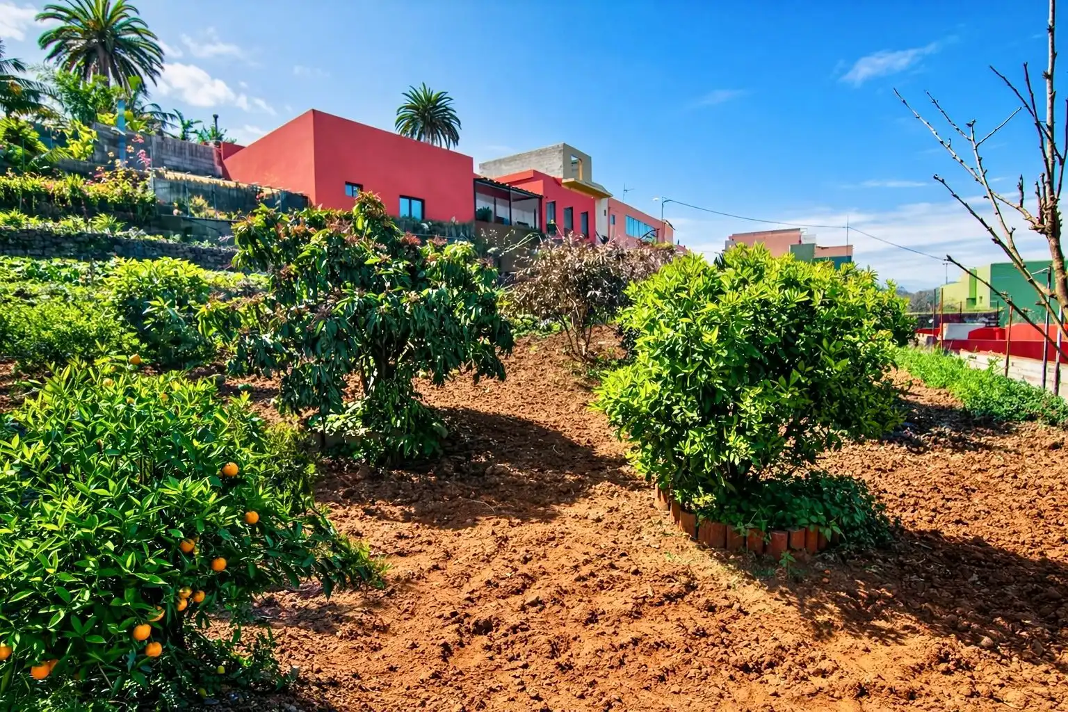 Exterior view of Flat for sale in Santa Úrsula  with Private garden and Furnished
