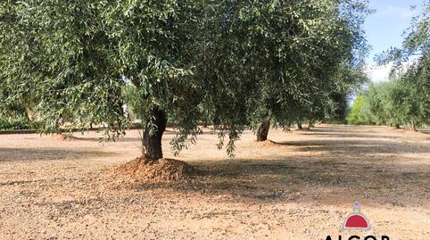 Finca Rúst. en venta en Sant Jordi., imatge 5