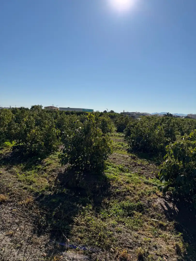Land for sale in L'Alqueria de la Comtessa