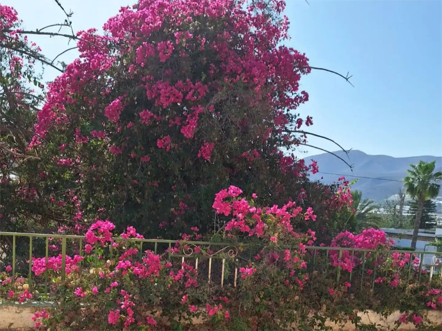 Jardí de Finca rústica en venda en Berja