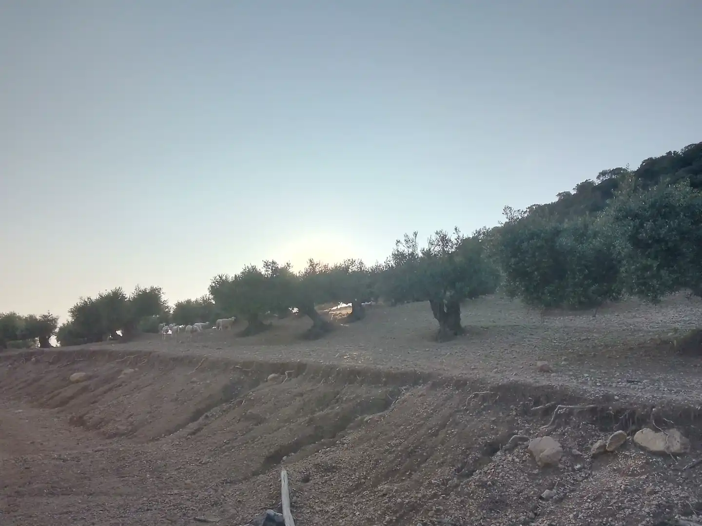 Terreno rústico en venta en Villamartín, imagen 6