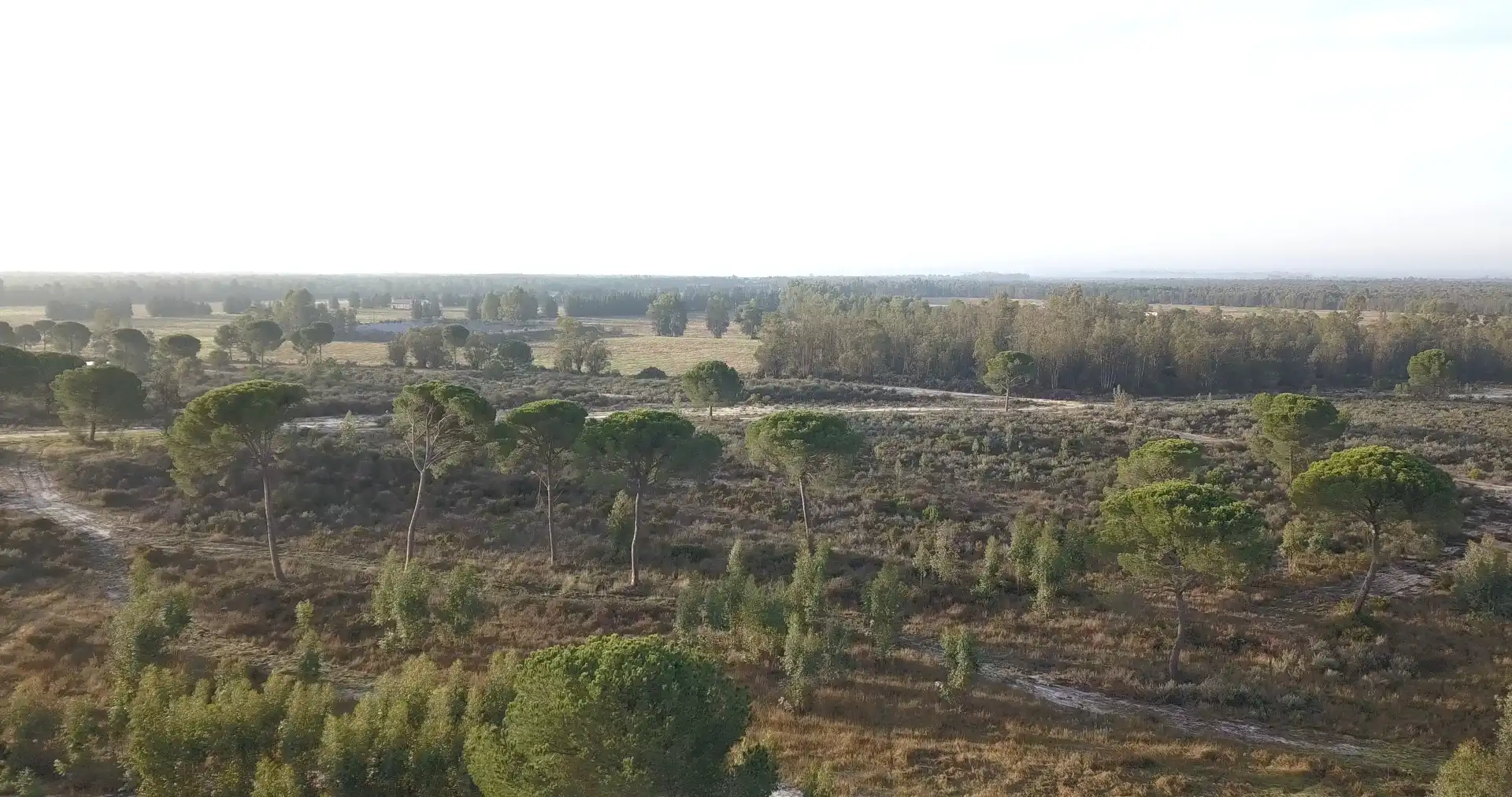 Finca rústica en venda en Almonte