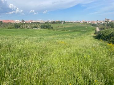 Terreny rústic en venda a Coria