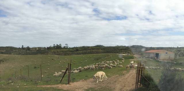 Finca rústica en Venta en Valverde del Camino