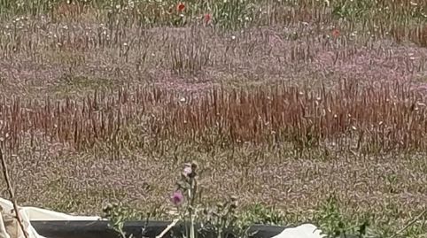 Foto 2 de Terreno en venta en Villamanrique de la Condesa, Sevilla