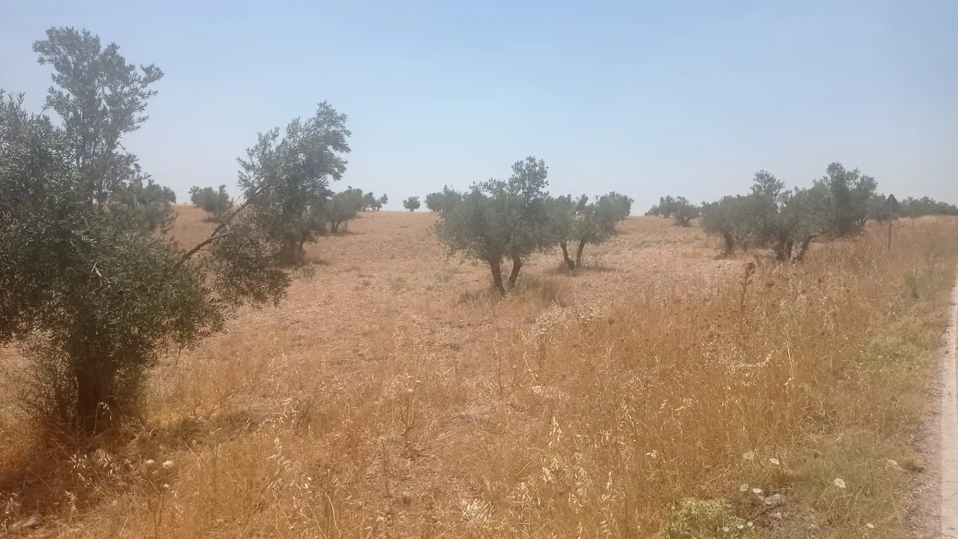 Terreno rústico en venta en Daimiel