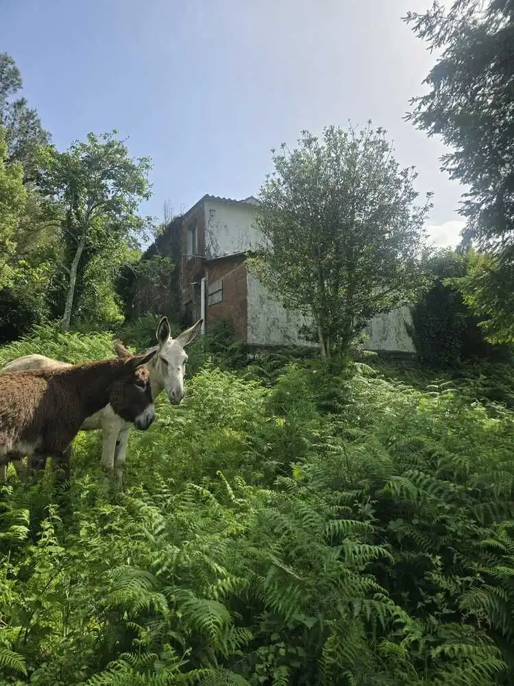 Casa rústica amb jardí en venda a Moeche, imagen 29