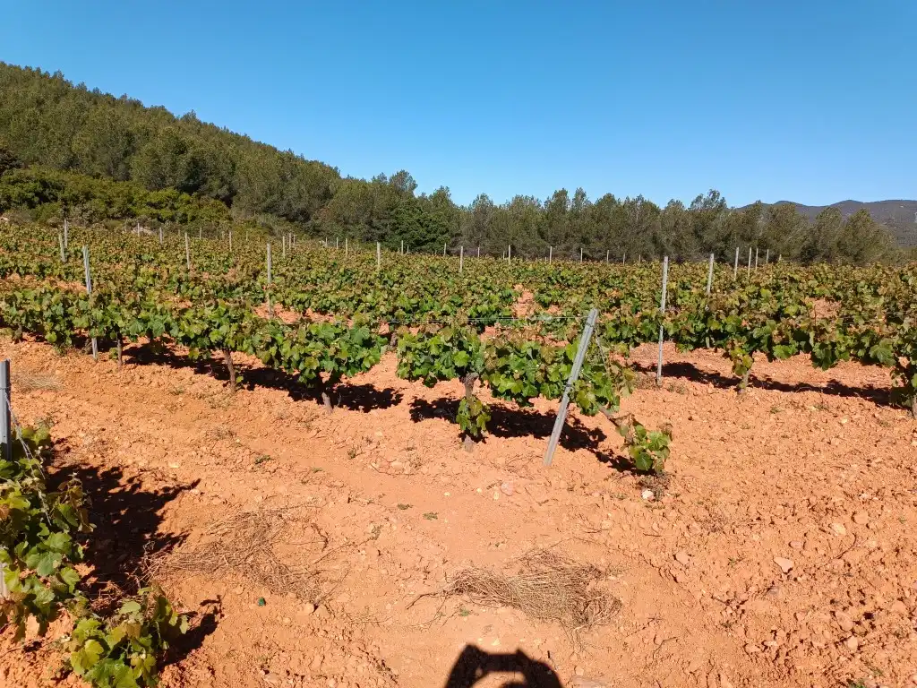 Rustikales Grundstück zum Verkauf in Sant Julià, imagen 15