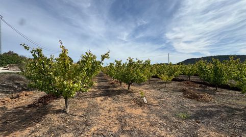 🌿 Finca rústica en plena producción  única a tan solo 1,5 km de Cehegín – ideal para chalet legal o casas rurales, immagine 4