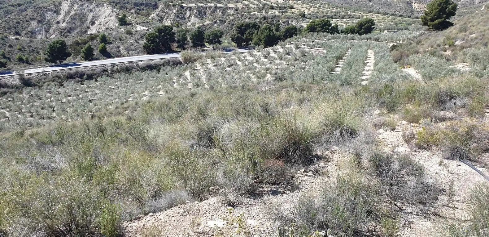Terreno residencial en venta en Los Gallardos, imagen 9