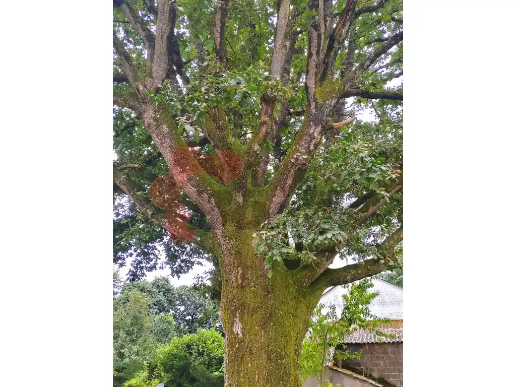 Jardí de Casa o xalet en venda en Castro de Rei