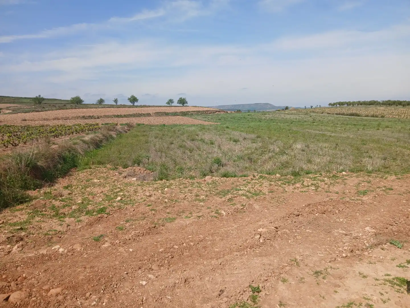 Terreno rustico in vendita a Ausejo, imagen 2