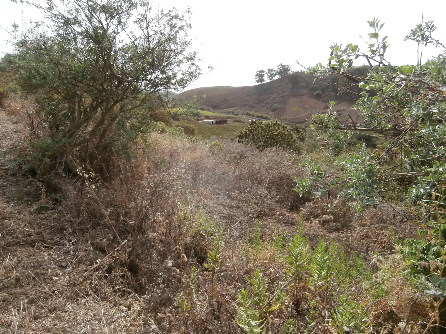 Finca rústica en venta en Camino Lomo el Marco, 41, Moya (Las Palmas)