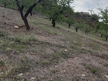 Terreny rústic en venda a Jete