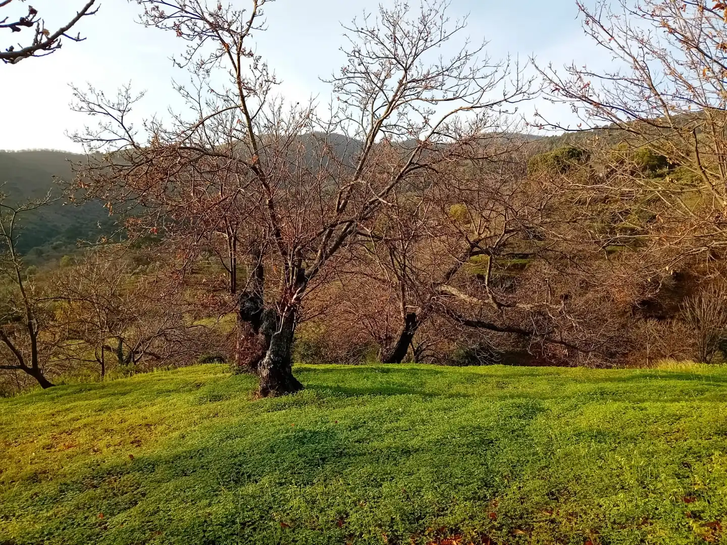 Terreno rústico en venta en Yunquera, imagen 8