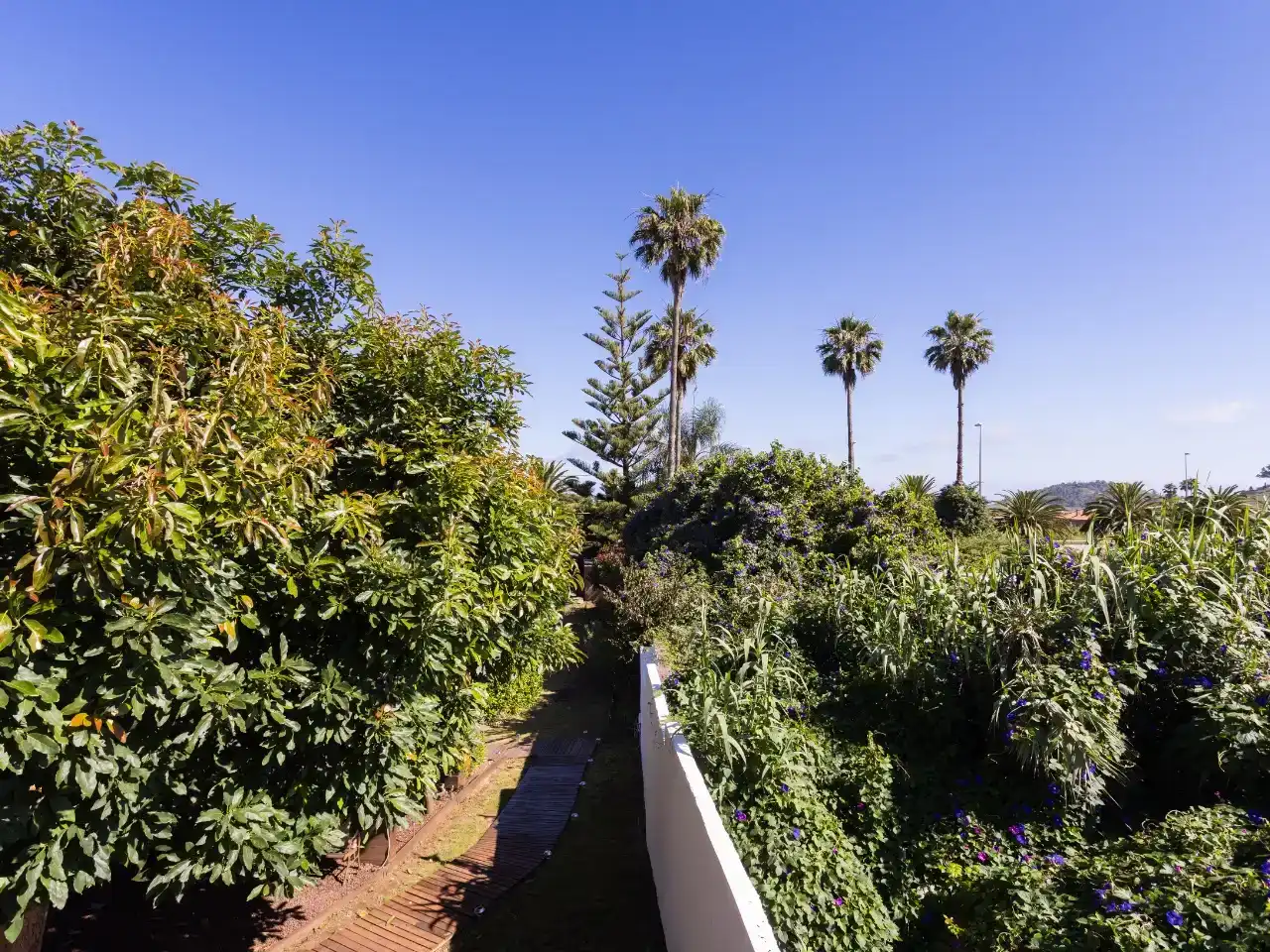Jardín de Casa o chalet en venta en Tacoronte con Balcón