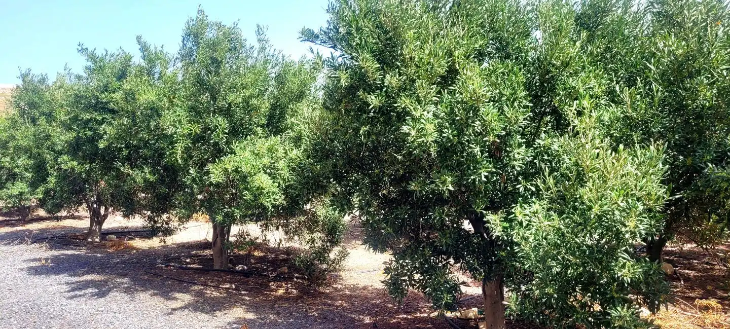 Terreno rustico in vendita a Arico, imagen 19