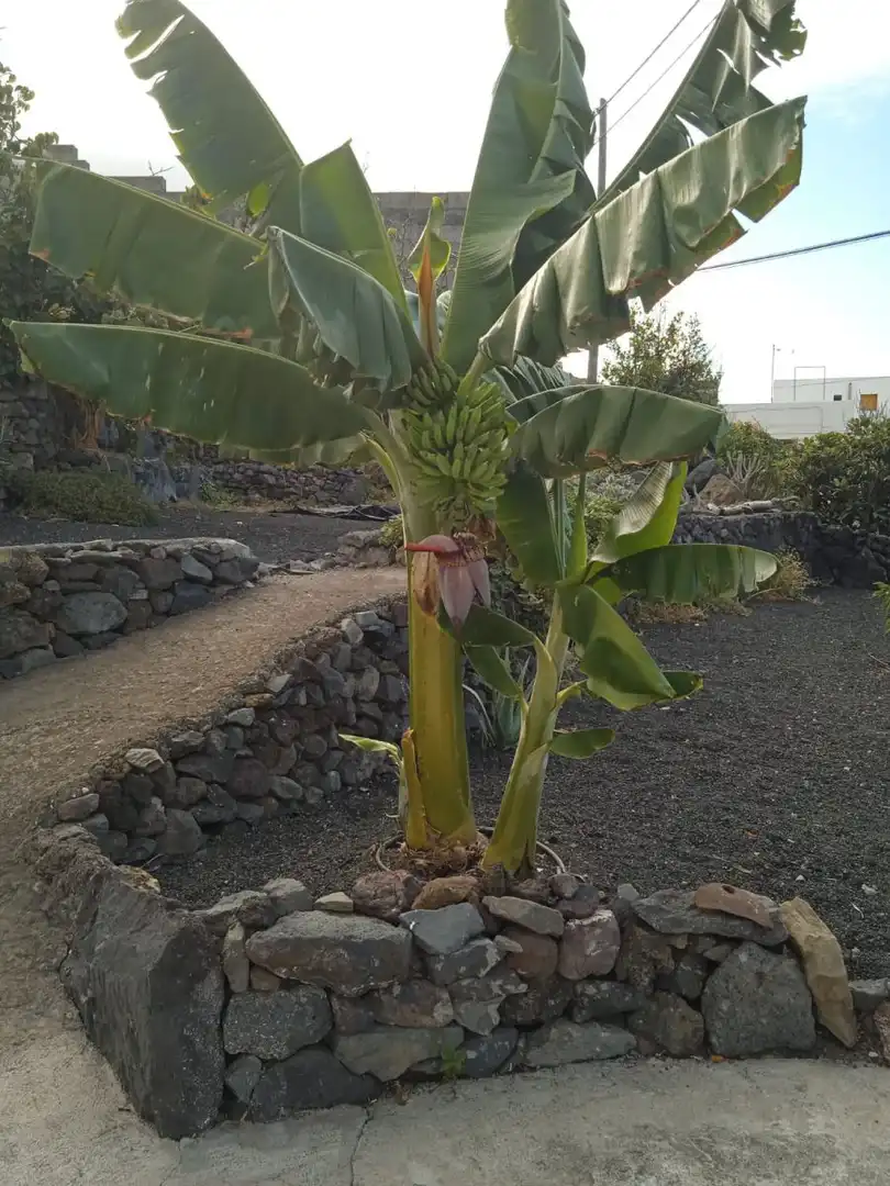 Jardín de Casa o chalet en venta en Frontera con Terraza y Trastero