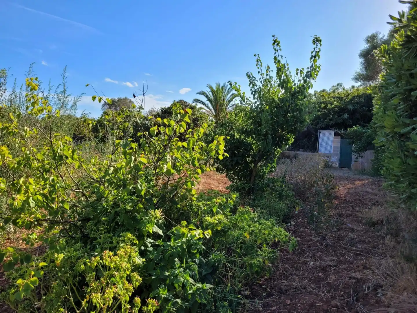 Maison rustique à vendre à Cala Blanca, imagen 25