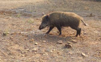 Foto 5 de Finca rústica en venda a Cabeza del Buey, Badajoz