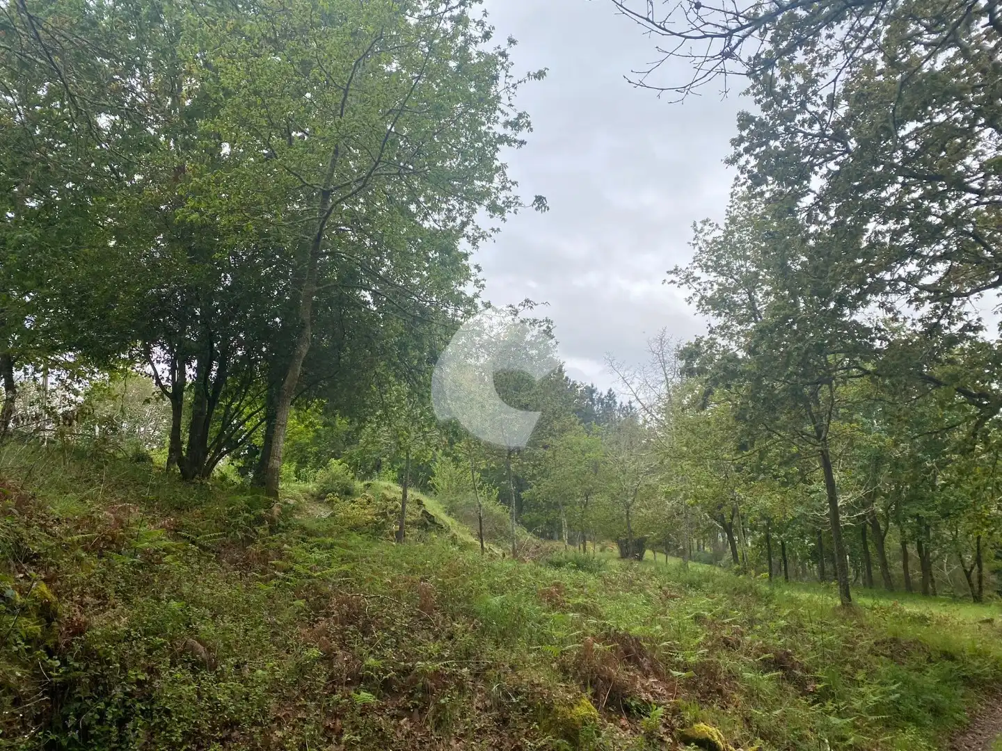 Terreni e lotti in vendita a O Pereiro de Aguiar, imagen 2