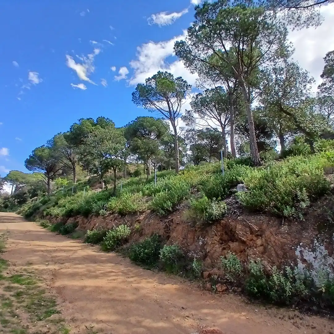 Terreny residencial en venda a Cabrils, imagen 7