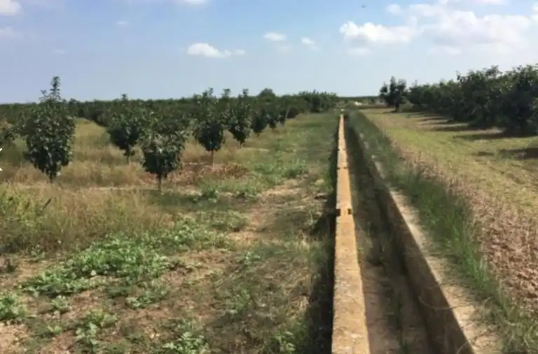 Rural land for sale in Sollana, imagen 3