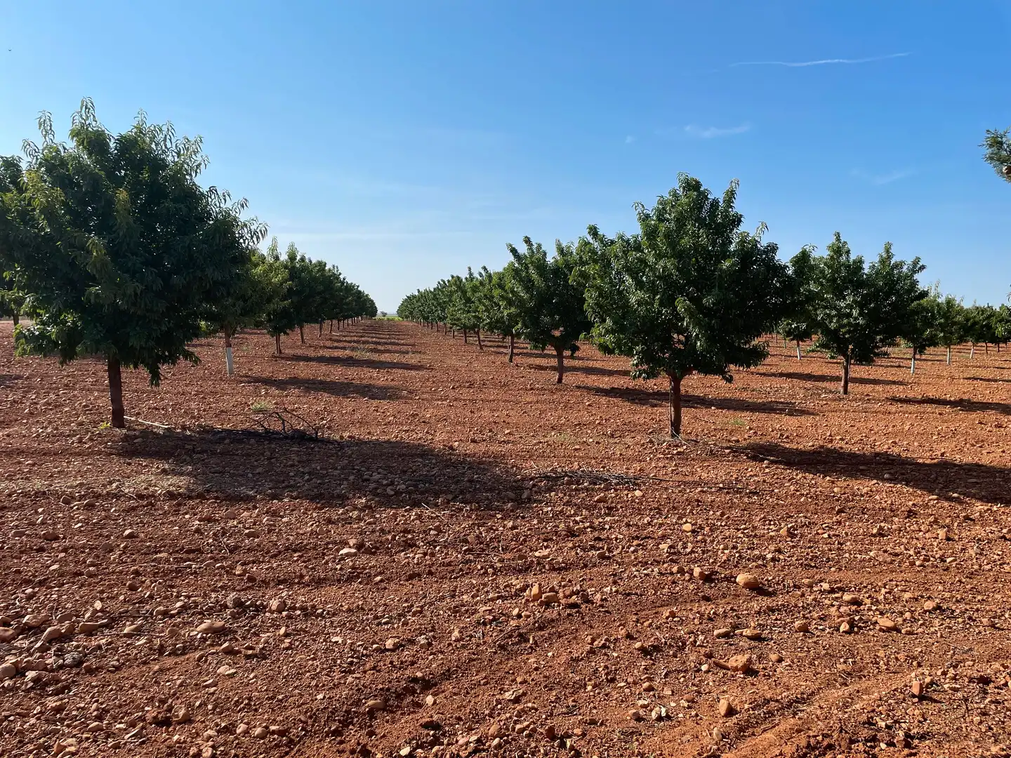 Terreny rústic en venda a Autovía de Extremadura a la Comunidad Valenciana, imagen 20