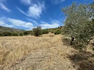 Land for sale in Monda