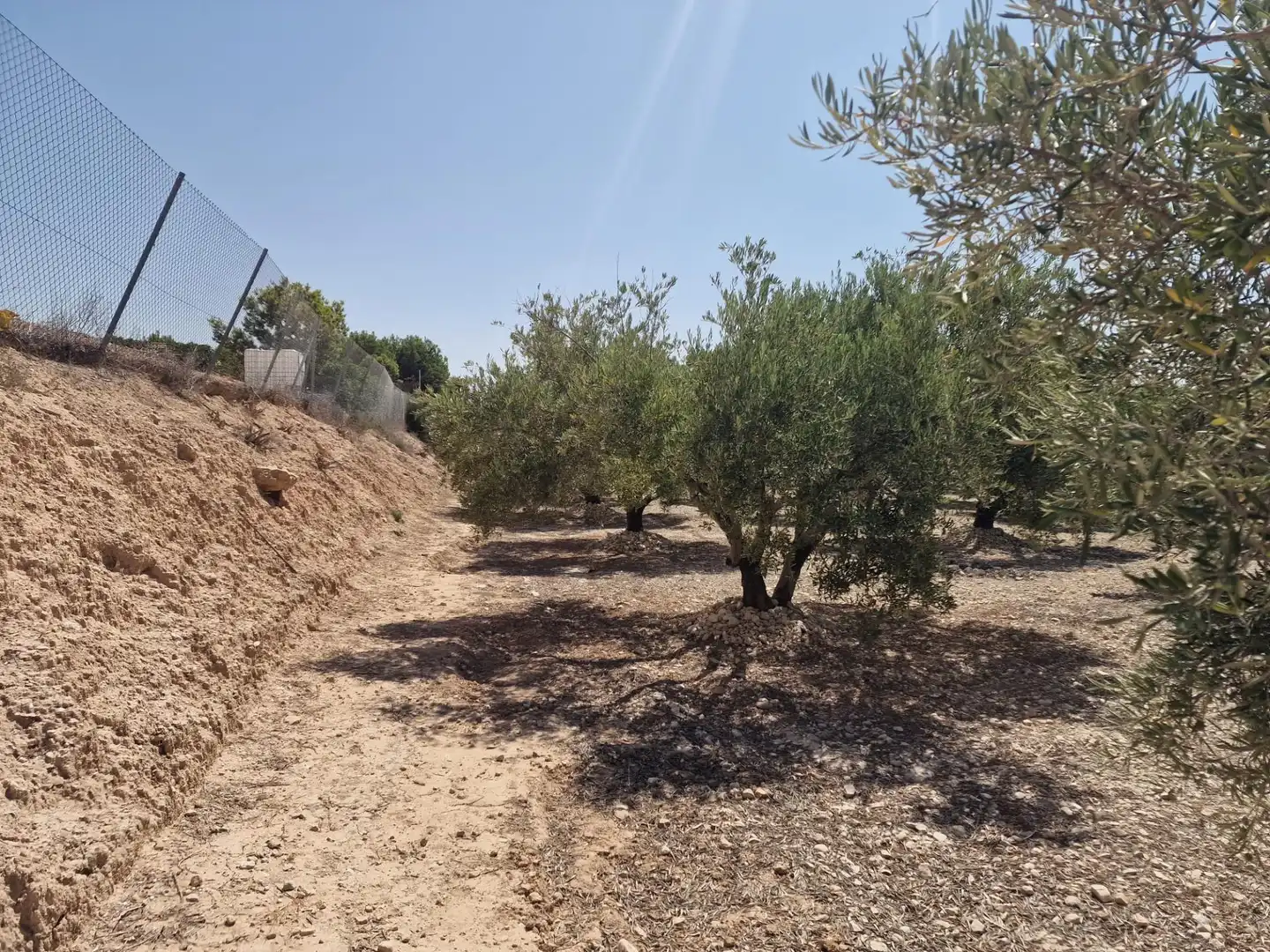 Terreno rustico in vendita a Crevillent, imagen 5